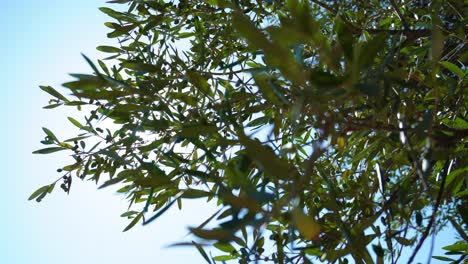 Sonne-Funkelt-Durch-Die-Grünen-Zweige-Eines-Olivenbaums-Mit-Früchten,-Baum-Weht-Im-Wind