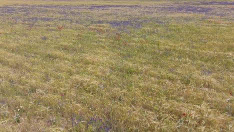 reverse flight with drone over a cereal crop field where it begins to take on its golden color but groups of colored flowers appear, including red and white violets, creating a spectacular landscape