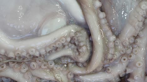 close-up of a raw octopus tentacle