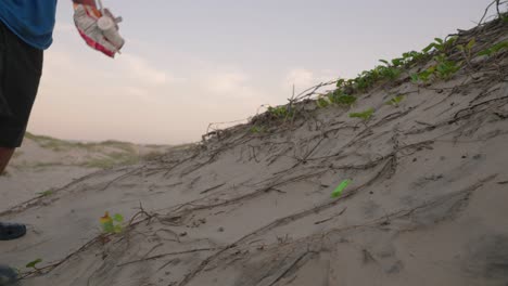 young boy cleaning up litter and trash off of the sand dunes at the beach at sunset