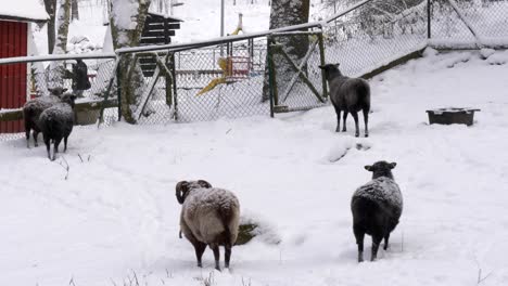 flock of sheep is looking for hay under the snow at snowy farmland, static