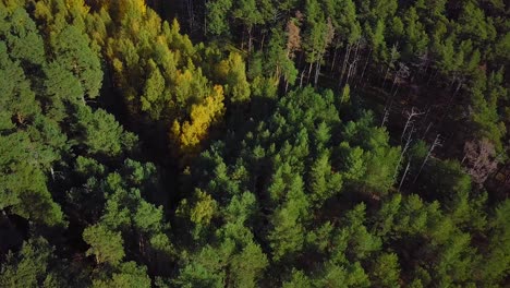 principios de otoño en el bosque, vista superior aérea, bosque mixto, coníferas verdes, árboles de hoja caduca con hojas amarillas, bosques de colores otoñales, paisaje de bosque nórdico, tiro de ojo de pájaro de gran angular que avanza