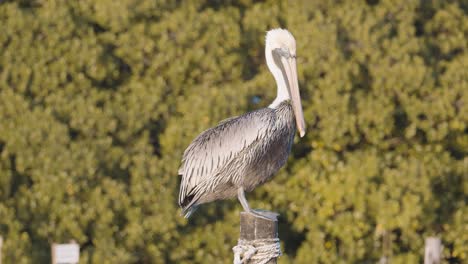 outstanding slow motion video of a pelican in belize, caye caulker island