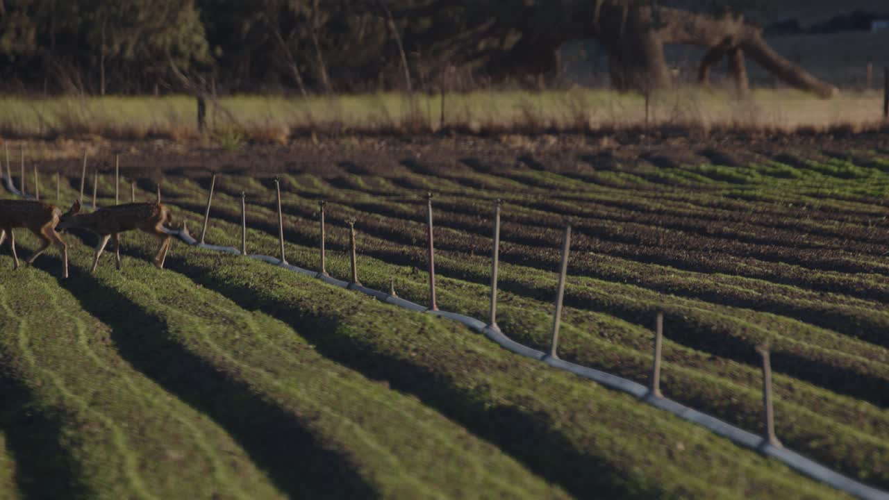 dos cervatillos cruzan un campo de cultivo con tuberías de aspersores.
