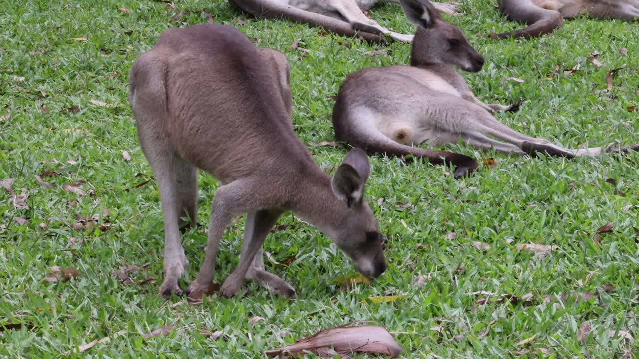 Kangaroos feeding and resting on grassy field
