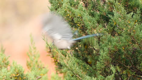 close-up of azure-winged magpie bird picking up or pulling of berry from juniperus phoenicea evergreen shrub branches in autumn and fly away in slow motion