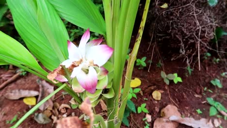 close up of beautiful white and pink orchid family flower growing in a green plant