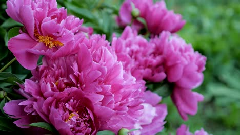 close up of pink peony in a full bloom in garden