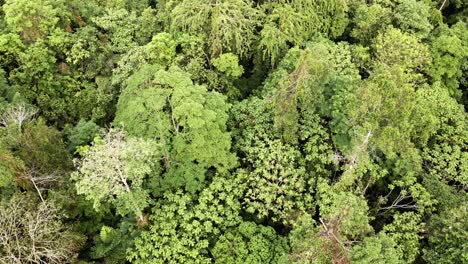 top-down orbit aerial of rain forest in south east asia, wide angle, birds-eye view