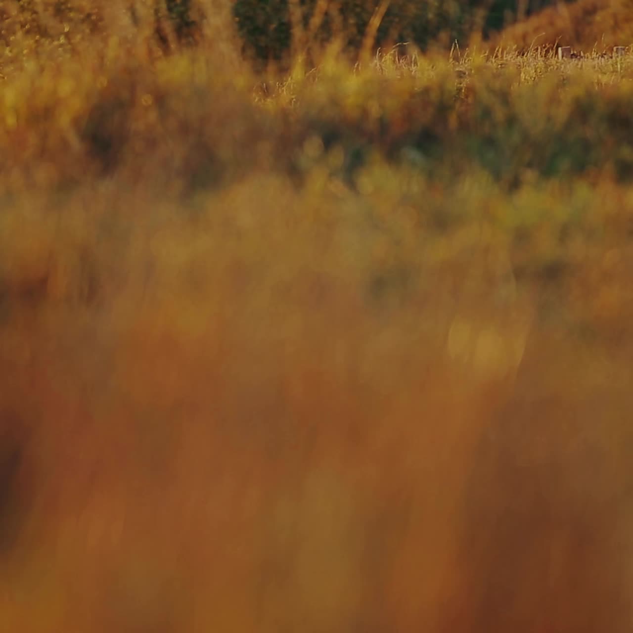 Young Couple Walking Toward Sunset