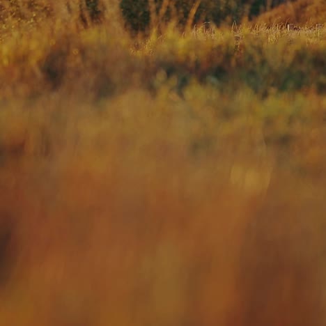 young couple walking toward sunset
