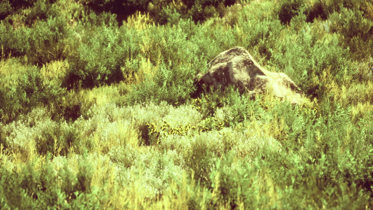 Lush green landscape with large rock in the midst of dense foliage