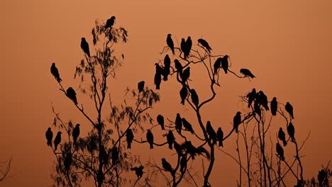 black-eared kite, milvus lineatus, pak pli, nakhon nayok, thailand