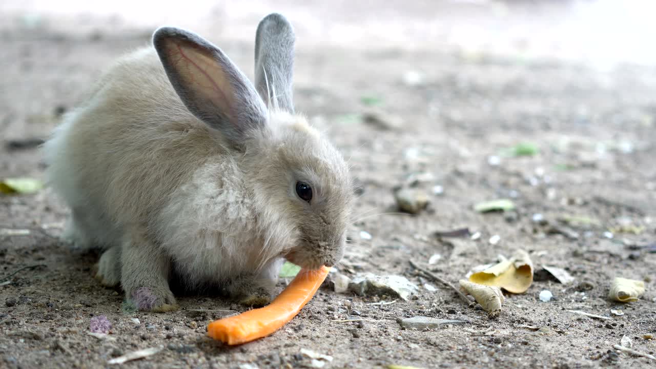 토끼를 먹이는. 토끼는 땅에서 음식을 먹는다.