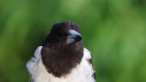 close-up views of a magpie showing various expressions