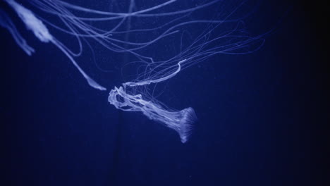 medusas en aguas azules oscuras