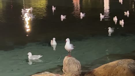 밤이면 브리즈번 남부 시내를 배경으로 졸졸 흐르는 물 위를 헤엄치는 갈매기 떼와 함께 바위 위에 서 있는 솔로 은갈매기