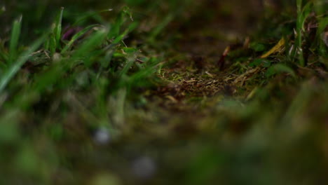 Makro:-Ameisen,-Die-In-Der-Nacht-Mit-Nahrung-Herumlaufen