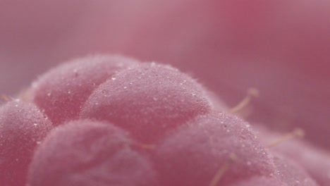 frambuesa fresca con niebla de hielo seco