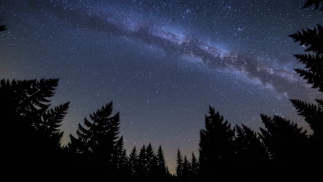 milky way over a forest