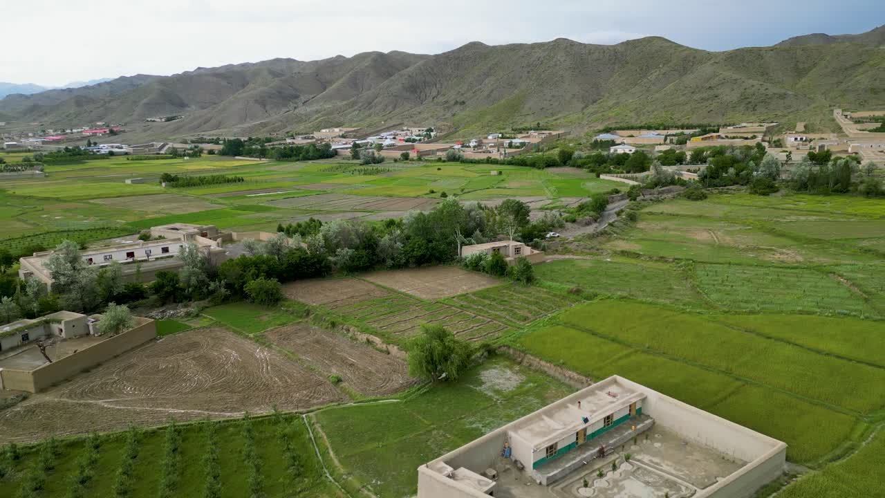 푸른 꽃이 피는 진집