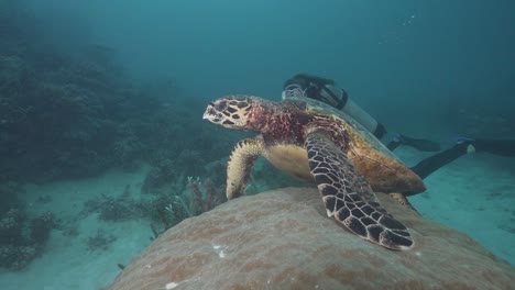 buzo femenino y tortuga en el arrecife de coral 3