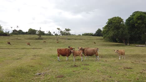 Paisaje-De-Ganado,-Banteng-Asiático,-Vacas-Marrones-Pastando-Al-Aire-Libre-En-Un-Campo-Verde-Rural,-Colinas-De-Pastos-Idílicos,-Gran-Angular-En-La-Playa-De-Saba,-Gianyar-Bali