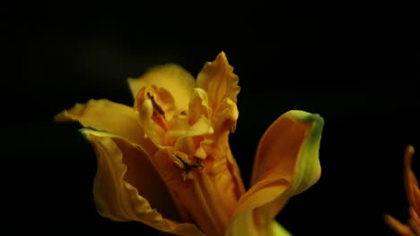 beautiful blooming yellow flower captured in macro detail against a dark background