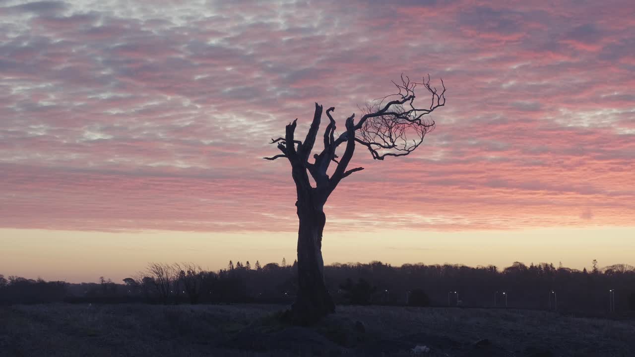 Tree in muddy field at sunrise with puddles