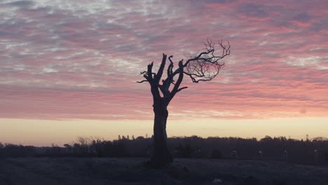 tree in muddy field at sunrise with puddles
