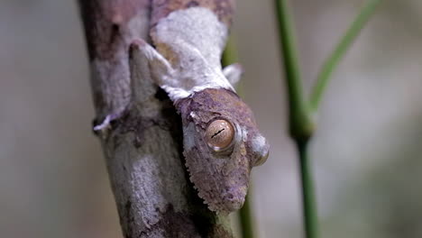 leaf tailed gecko on tree