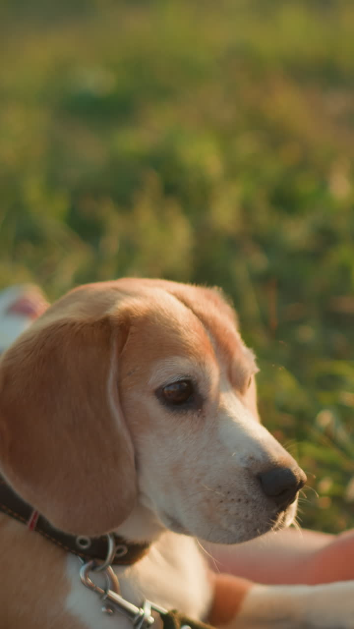 Beagle dog looking intently at its owner outdoors, focusing with attentive gaze as the owner gestures, as dog gets up to kiss her, with background featuring greenery