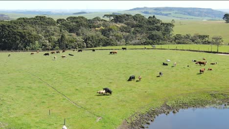 Apareamiento-De-Toros,-Rebaño-De-Ganado-Vacuno-Pastando-En-La-Granja,-Vista-Aérea