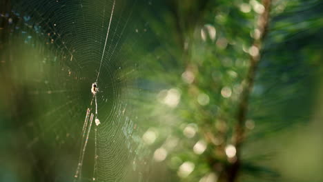 Winzige-Kleine-Spinne,-Die-Am-Dünnen-Regenwald-Hängt,-Nahaufnahme-Eines-Spinnennetzes.-Wildes-Insektenleben.