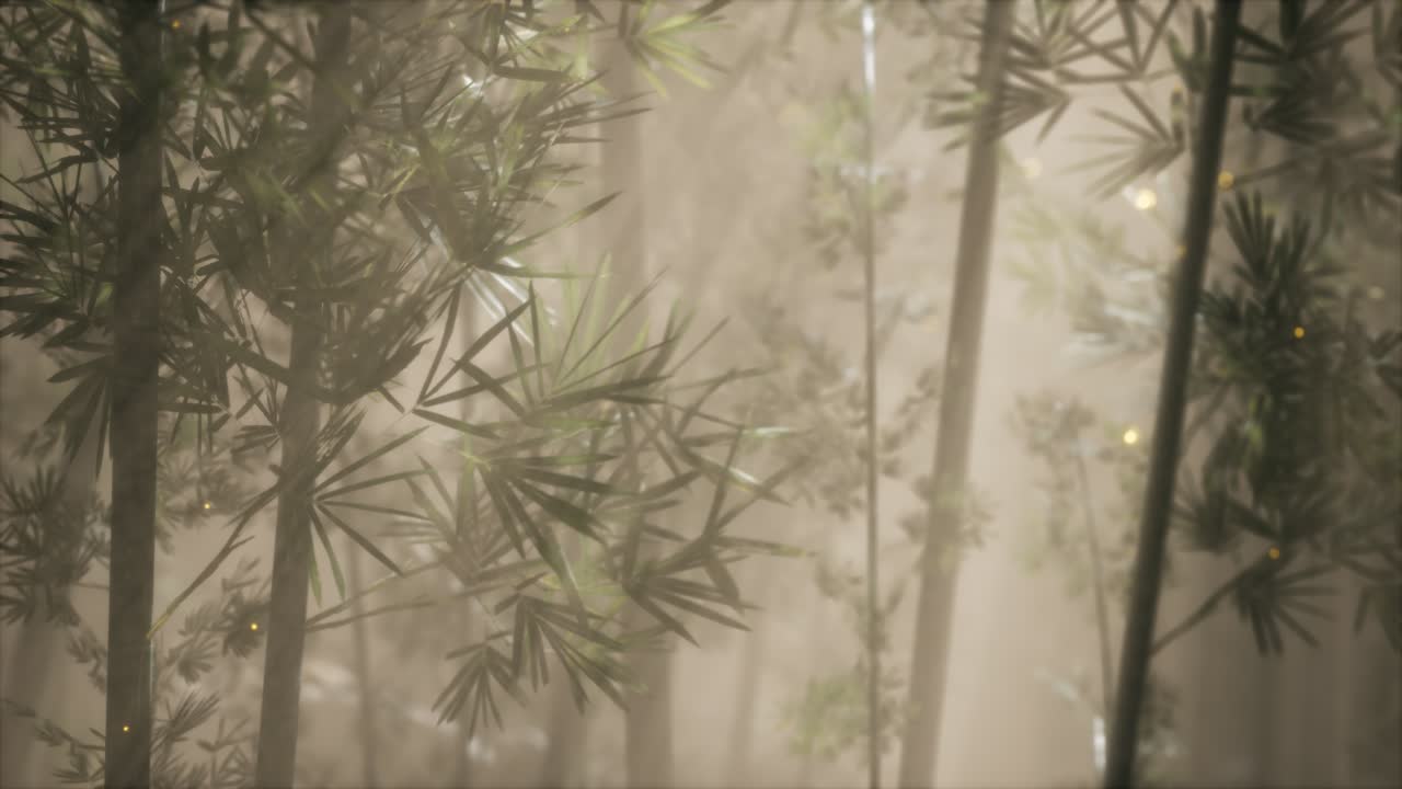 bosque de bambú asiático con tiempo de niebla matutina