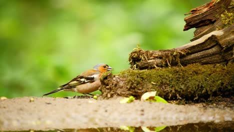 Common-Eurasian-Chaffinch-in-Friesland-Netherlands-pecks-on-moss-covered-log-eating