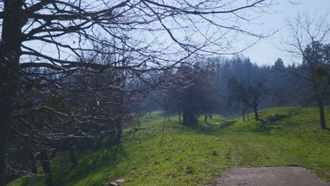 Trees-Above-Mountainside-in-the-Black-Forest-In-Germany-in-4K