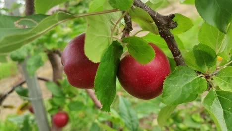 red apple fruit hanging from green branch and swinging with wind in the orchard - handheld closeup