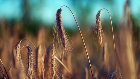 single straws from a wheat field in focus, closeup