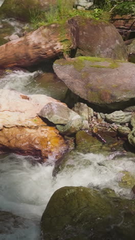 winding creek with cascades rocks and tree logs in sunny forest slow motion. curved river with different obstacles runs across wood. amazing nature