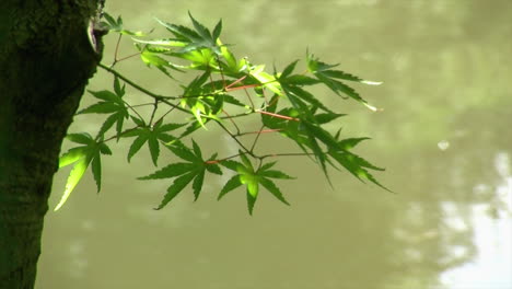 pequeña rama de un árbol de arce japonés con estanque en segundo plano.