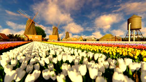 traditional dutch windmills with vibrant tulips