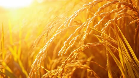 golden rice field at sunset