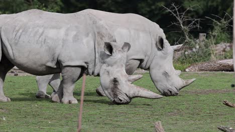 medium shot of wild square lipped rhinoceros couple grazing on grass field in nature