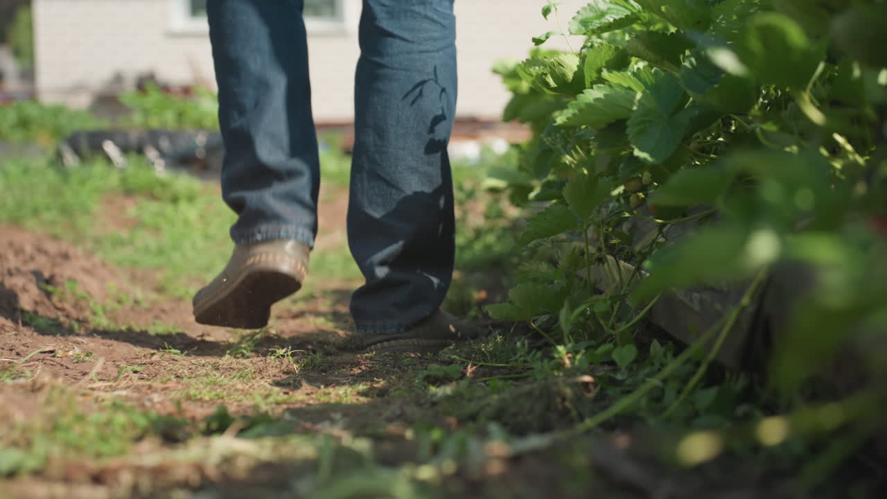 rear leg view of man in jeans walking on farm path carrying wooden crate, boots stirring dirt, green plants flanking trail, sunlight highlighting texture of soil and crop growth