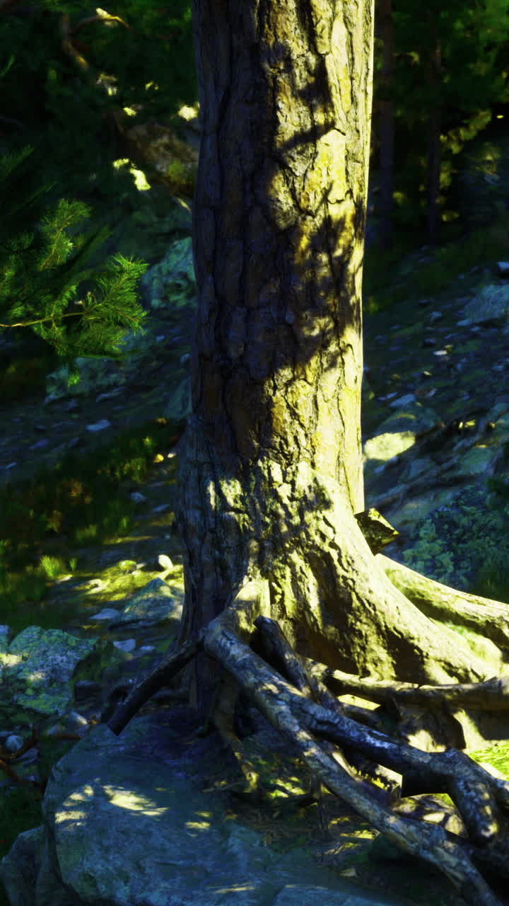 Old tree with exposed roots in a sunlit forest setting during daytime
