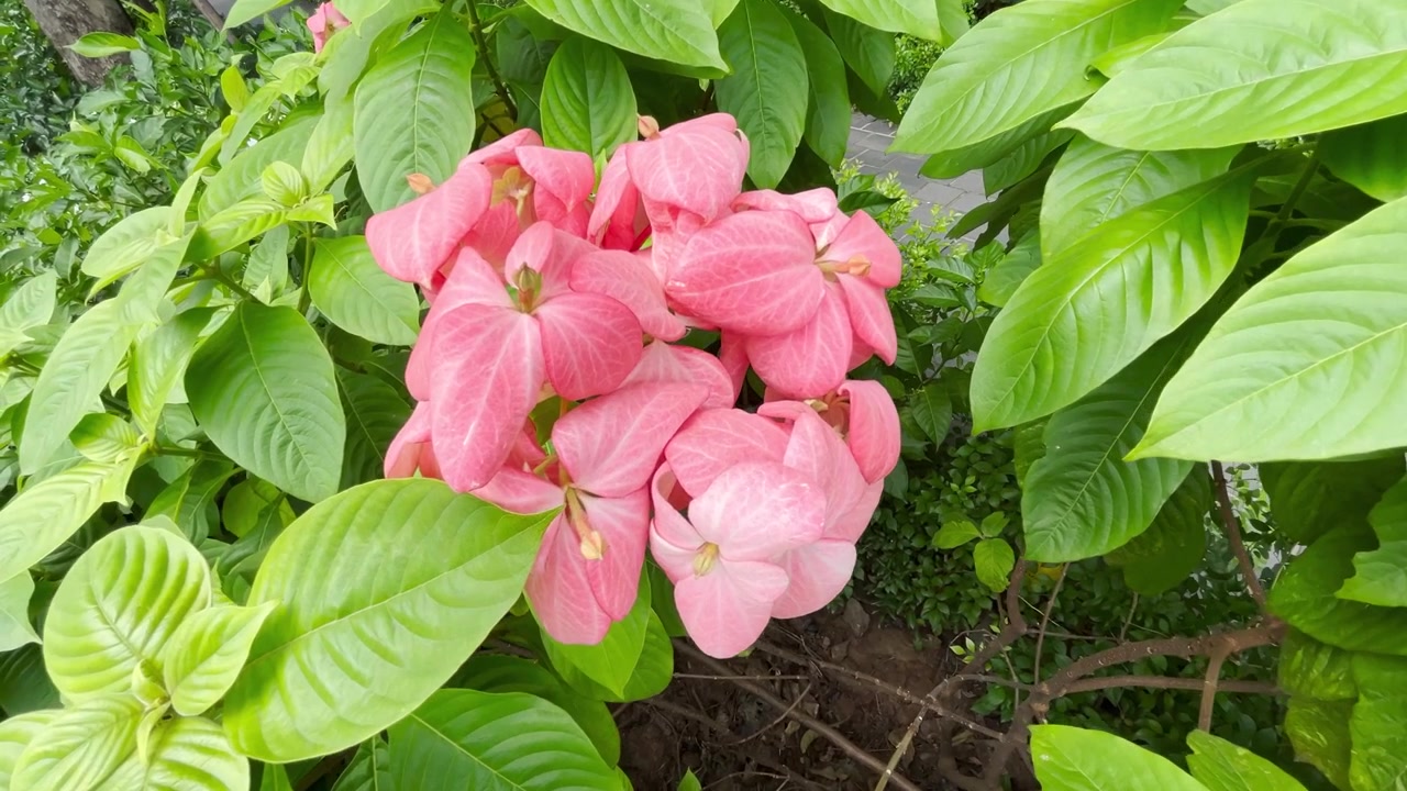 Primo piano di vivaci fiori di Mussaenda rosa in un giardino