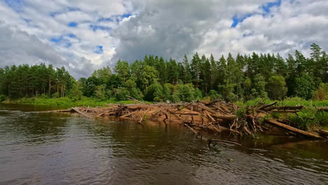 massive beaver dam in gauja national park, slow motion view