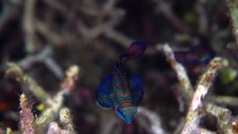 Mating-Mandarin-Fish-baby-Lembeh-Indonesia-4k-25fps