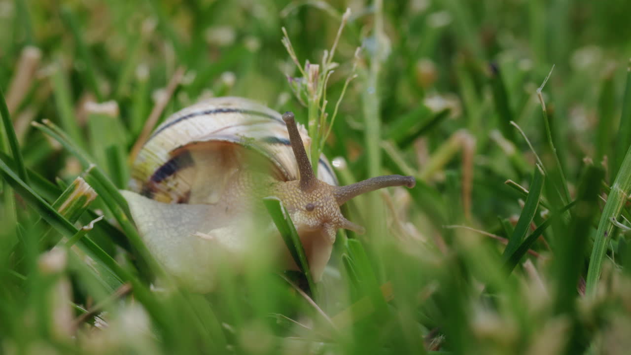 caracol en el césped